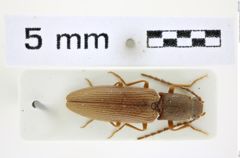 Foto (Dorsalansicht) von Athous (Orthathous) astrabadensis (Faust, 1877) (NHMW-ZOO-COL-0008447)